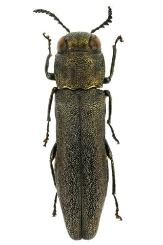 Réf. 347 994 : Agrilus olivicolor